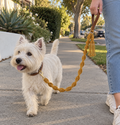Westie walking with mustard handmade cotton rope dog leash