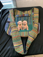 Himalayan Twin Pups Woven Hobo Bag product photo 2